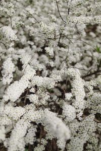 Kaboompics - White Blossoms on Flowering Branches