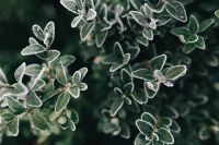 Kaboompics - Close-Up of Frosted Oval Leaves on a Dark Background