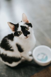 Kaboompics - Cute white kitty