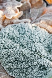 Kaboompics - Vertical Macro of Frost Crystals on a Leaf for Minimal Winter Wallpaper