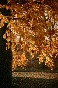 Kaboompics - Golden Autumn Tree Branches In Warm Sunlight