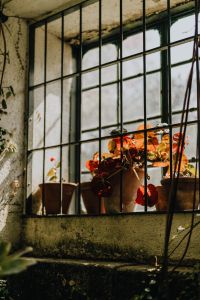 Kaboompics - Green Potted Plants on a Sunlit Conservatory Windowsill