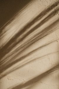 Kaboompics - Abstract Dried Grass Shadows on a Neutral Wall