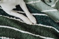 Kaboompics - Dog Paws on Green Striped Blanket
