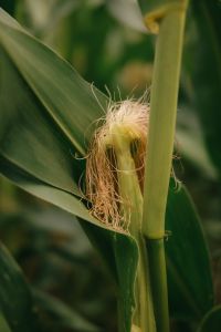 Kaboompics - Close Up Of Young Corn Cob