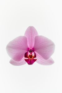 Kaboompics - Backlit Pink Orchid Flower Centered On White Background