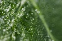 Kaboompics - Green Leaf Detail for Background and Wallpaper