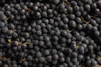 Kaboompics - Dark Grape Cluster Texture