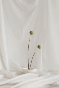 Kaboompics - Pale Green Globe Flower on White Fabric Background with Copy Space