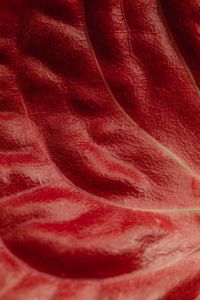 Kaboompics - Extreme Close-Up of Red Leaf Veins and Fine Botanical Surface Texture