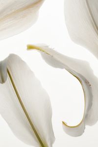 Kaboompics - White Lily Petals Flat Lay Minimal Botanical Background