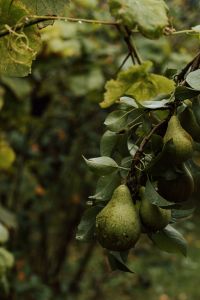 Kaboompics - Green Pears Hanging From a Fruit Tree Branch