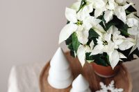 Kaboompics - White Poinsettia Christmas Plant Close Up