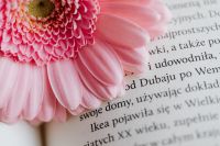 Kaboompics - Close-Up Pink Gerbera Petals and Book Text