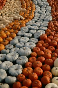 Kaboompics - Rows of Pumpkins and Butternut Squash at an Autumn Market