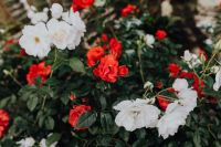 Kaboompics - Red and White Rose Bush in a Lush Garden