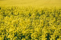 Kaboompics - Natural Yellow Flower Background