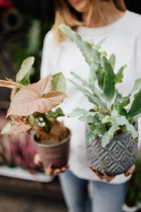 Kaboompics - Woman holds flebodium & caladium