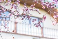 Kaboompics - Pink Blossoms Hanging over a Bright City Building Facade in Spring
