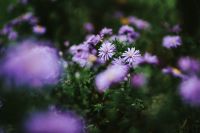 Kaboompics - Purple flowers close-ups