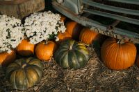 Kaboompics - Pumpkins and White Chrysanthemums Beneath a Vintage Truck