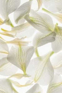 Backlit White Flower Petals and Botanical Textures for Minimal Floral Backgrounds, Editorial Design and Copy Space