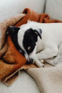 Kaboompics - Small Black and White Dog Sleeping on Brown Blanket