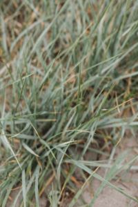 Kaboompics - Close-Up of Blue Green Beach Grass Texture
