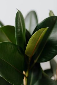 Kaboompics - Ficus Elastica Robusta