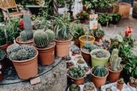 Kaboompics - Assorted Potted Cacti and Succulents on Outdoor Steps