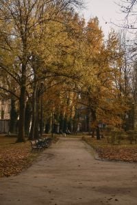 Kaboompics - Quiet Autumn Park Path With Benches And Golden Trees