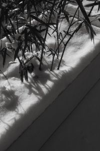 Kaboompics - Bamboo Shadows Across a Snow-Covered Planter