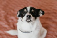 Kaboompics - Small Black-and-White Dog Sitting on a Pink Bed and Looking into Camera, Friendly Pet Profile