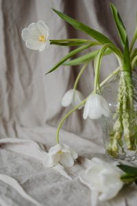 Kaboompics - Open White Tulip and Drooping Blooms in a Clear Vase, Spring Still Life