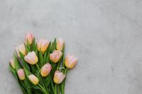 Kaboompics - Low Tulip Bouquet on Gray Texture for Neutral Spring Backgrounds and Invitations