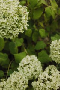 Kaboompics - White Hydrangea Flowers with Green Leaves