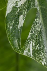 Kaboompics - Monstera Variegata Leaf Texture and White Veining