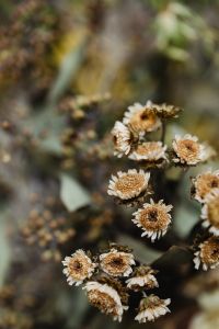 Kaboompics - Cluster of Dried Strawflower Blooms with Papery Cream Petals and Dark Seed Centers, Botanical Macro