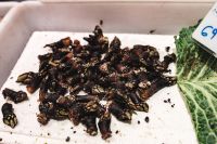 Kaboompics - Gooseneck Barnacles on Ice at La Boqueria Market