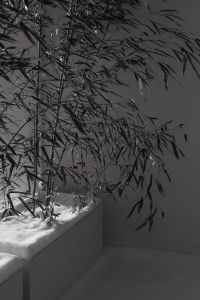 Kaboompics - Bamboo Shadows on a Snowy Minimalist Patio
