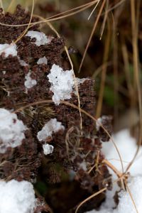 Kaboompics - Snow-Dusted Dried Flower Heads and Grasses, Winter Garden Detail