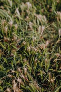 Kaboompics - Green Grass Stems and Seed Heads across a Meadow, Vertical Nature Background