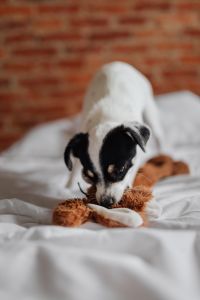 Kaboompics - Small Dog Cuddling a Plush Toy on White Bedding, Black and White Puppy Bedroom Scene
