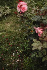 Kaboompics - Nature's Charm: Colors and Shapes of the Garden