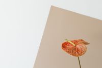 Kaboompics - Small Orange Anthurium on Geometric Neutral Background