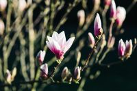 Kaboompics - Pink Magnolia Flowers and Buds on Branches with Deep Green Bokeh