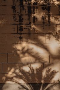 Kaboompics - Dappled Palm Shadows across a Rustic Stone Wall and Low Stone Ledge