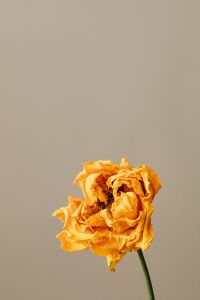 Kaboompics - Orange Dried Rose With Long Stem