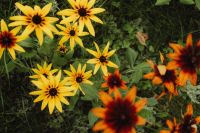 Kaboompics - Yellow and Orange Coneflowers in Garden