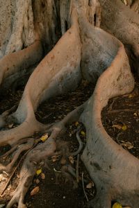 Kaboompics - Close Up Fig Tree Roots